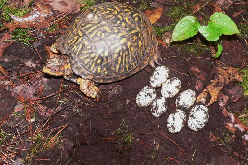 Turtle Eggs Explode! Tortoise Forum